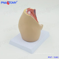 PNT-1580 mini Female Pelvic Cavity Model, Anatomical Pelvis Model